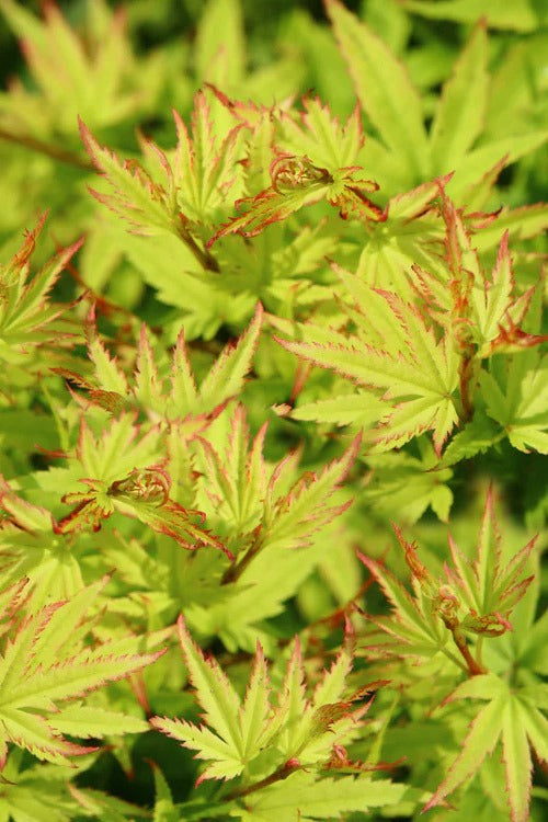 Acer palmatum 'Lima Gold' Lima Gold Japanese Maple 5g