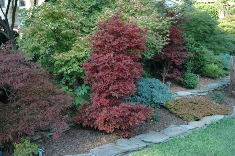 Acer palmatum 'Skeeter's Broom' Skeeter's Broom Japanese Maple 5g