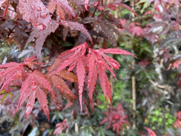 Acer palmatum 'Skeeter's Broom' Skeeter's Broom Japanese Maple 5g