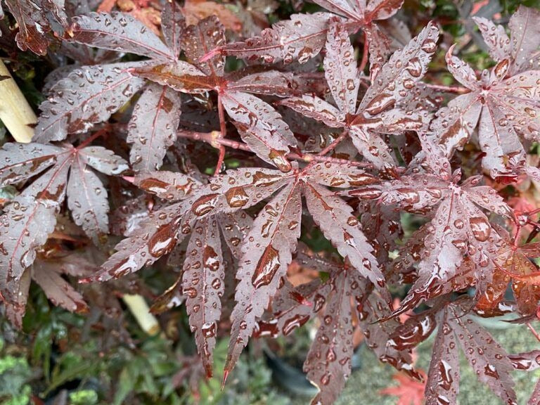 Acer palmatum 'Skeeter's Broom' Skeeter's Broom Japanese Maple 5g