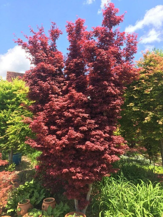 Acer palmatum 'Skeeter's Broom' Skeeter's Broom Japanese Maple 5g