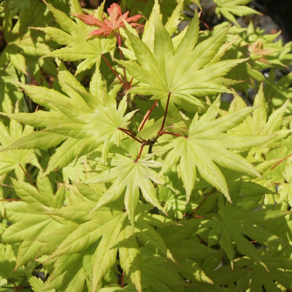 Acer shirasaw. 'Autumn Moon' Autumn Moon Full Moon Japanese Maple 15g