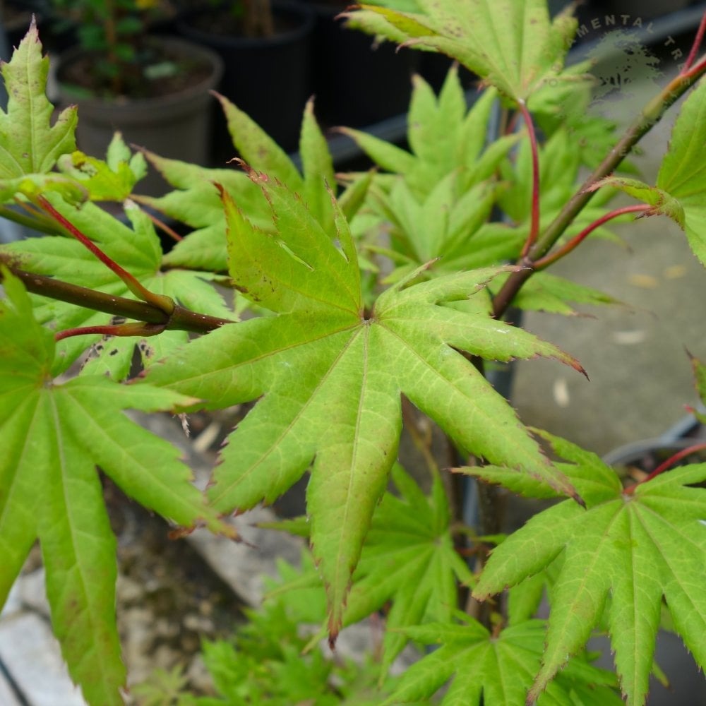 Acer shirasaw. 'Autumn Moon' Autumn Moon Full Moon Japanese Maple 15g