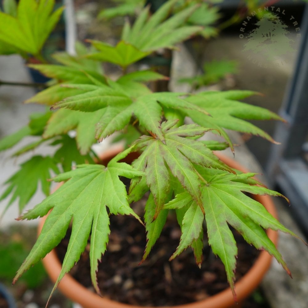 Acer shirasaw. 'Autumn Moon' Autumn Moon Full Moon Japanese Maple 15g