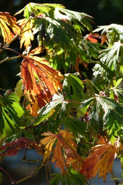 Acer japonicum 'Aconitifolium' Fern Leaf Full Moon Japanese Maple 20g