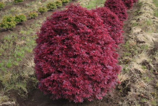 Acer palmatum 'Shaina' Shaina Japanese Maple 10g