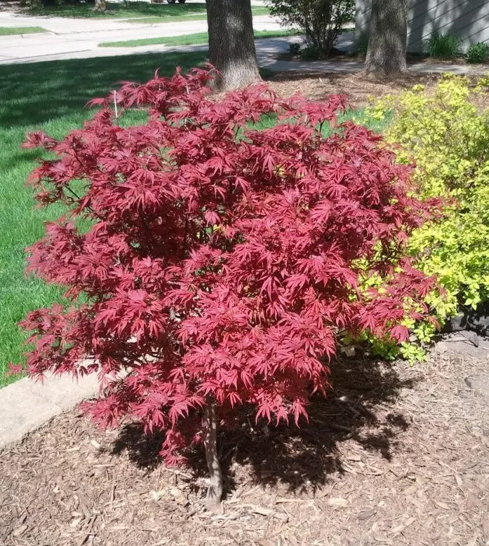 Acer palmatum 'Shaina' Shaina Japanese Maple 10g