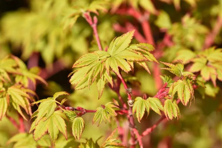 Acer palmatum 'Winter Flame' Winter Flame Japanese Maple 15g