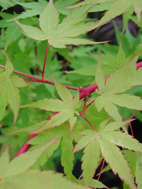 Acer palmatum 'Winter Flame' Winter Flame Japanese Maple 15g