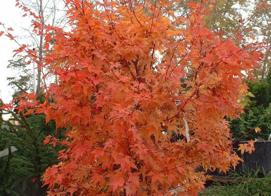 Acer palmatum 'Winter Flame' Winter Flame Japanese Maple 15g