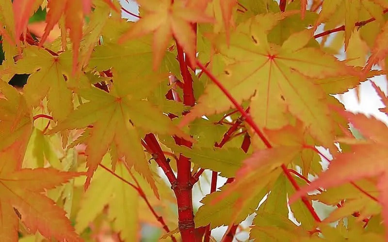 Acer palmatum 'Winter Flame' Winter Flame Japanese Maple 15g