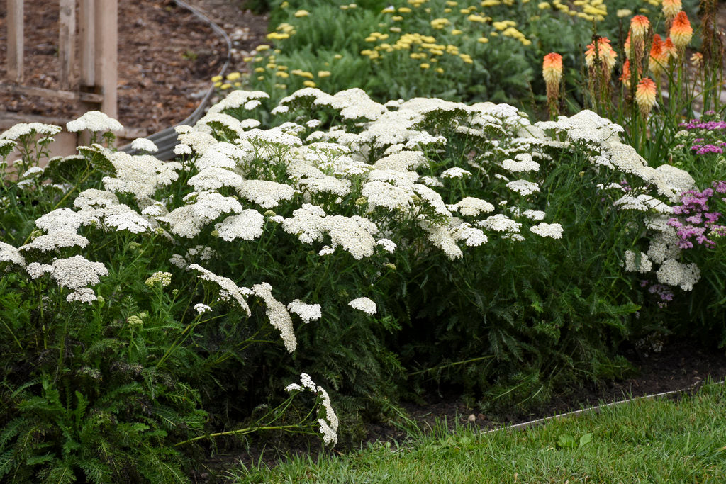 Achillea hybrid PP32986 'Firefly Diamond' Firefly Diamond Yarrow 1 Gallon
