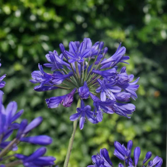 Agapanthus 'Blue' Blue Agapanthus 1 Gallon