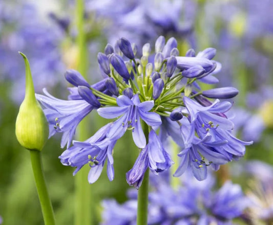 Agapanthus x 'MDB001' PP30162 Ever Sapphire™ Agapanthus 1g