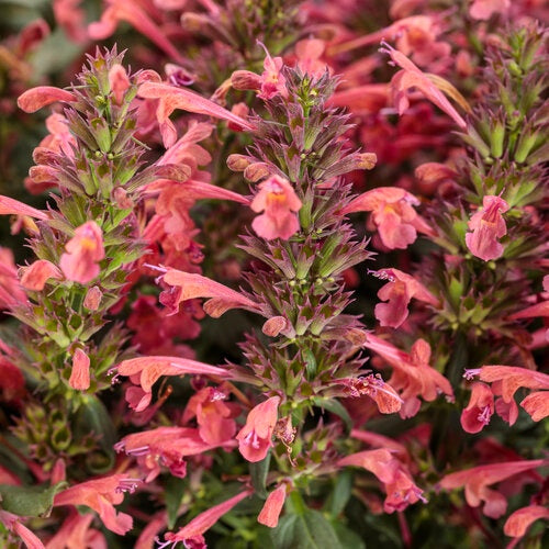 Agastache x Maestro® Coral Coral Hummingbird Mint 1 Gallon