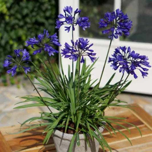Agapanthus 'Blue' Blue Agapanthus 1 Gallon