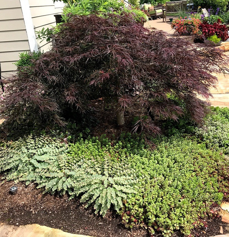 Acer palm. var. dissectum 'Tamukeyama' Tamukeyama Laceleaf Japanese Maple 15g