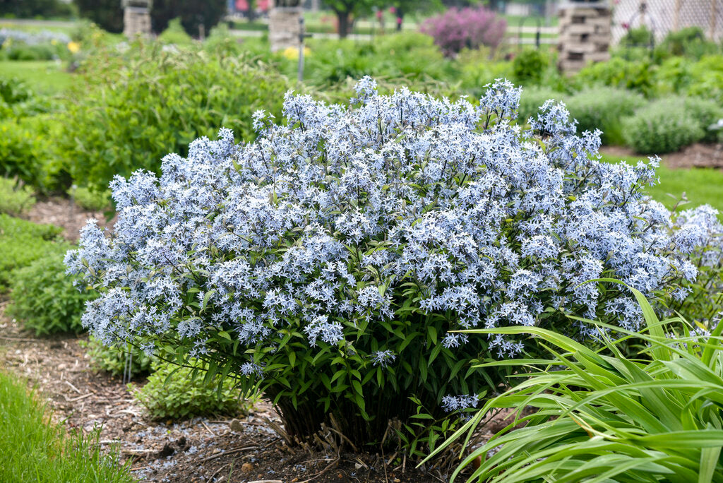 Amsonia tabernaemontana 'Storm Cloud' Storm Cloud Blue Star 1 Gallon