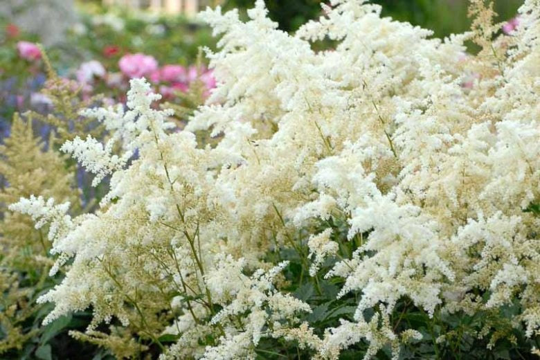 Astilbe japonica 'Deutschland' Deutschland Astilbe 2 Gallon