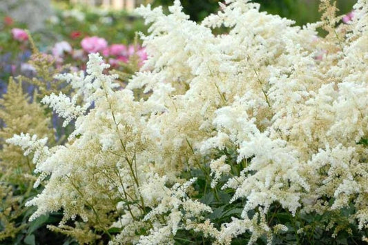 Astilbe japonica 'Deutschland' Deutschland Astilbe 2 Gallon
