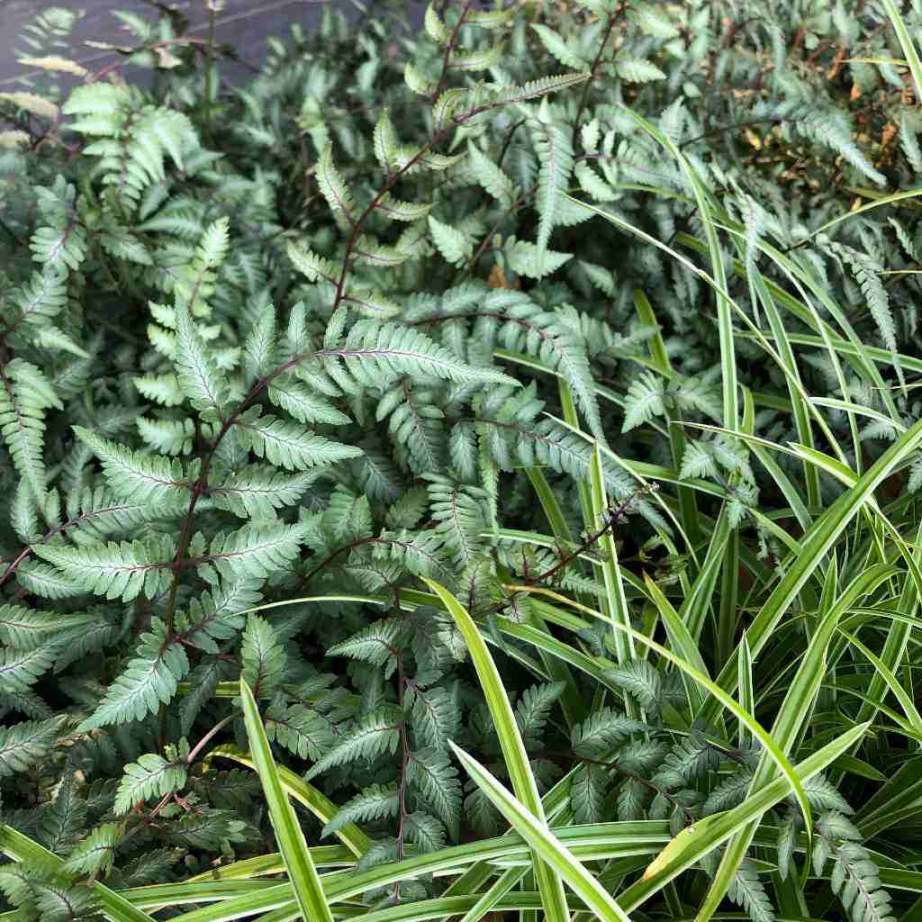 Fern - Athyrium niponicum 'Godzilla' Godzilla Japanese Painted Fern 1 Gallon