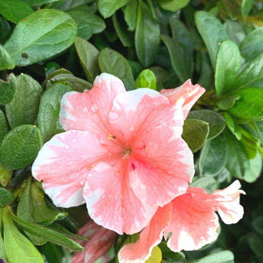 Rhododendron 'Roblet' PP25072 Autumn Sunburst® Reblooming Azalea 3g