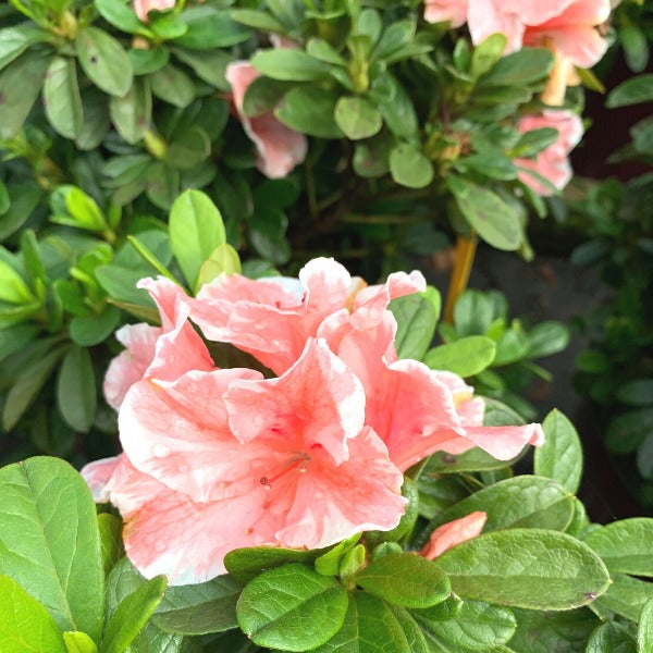 Rhododendron 'Roblet' PP25072 Autumn Sunburst® Reblooming Azalea 3g
