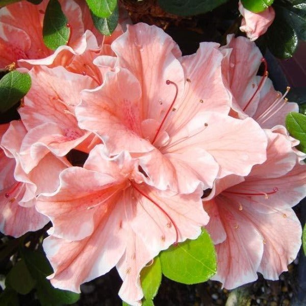 Rhododendron 'Roblet' PP25072 Autumn Sunburst® Reblooming Azalea 3g