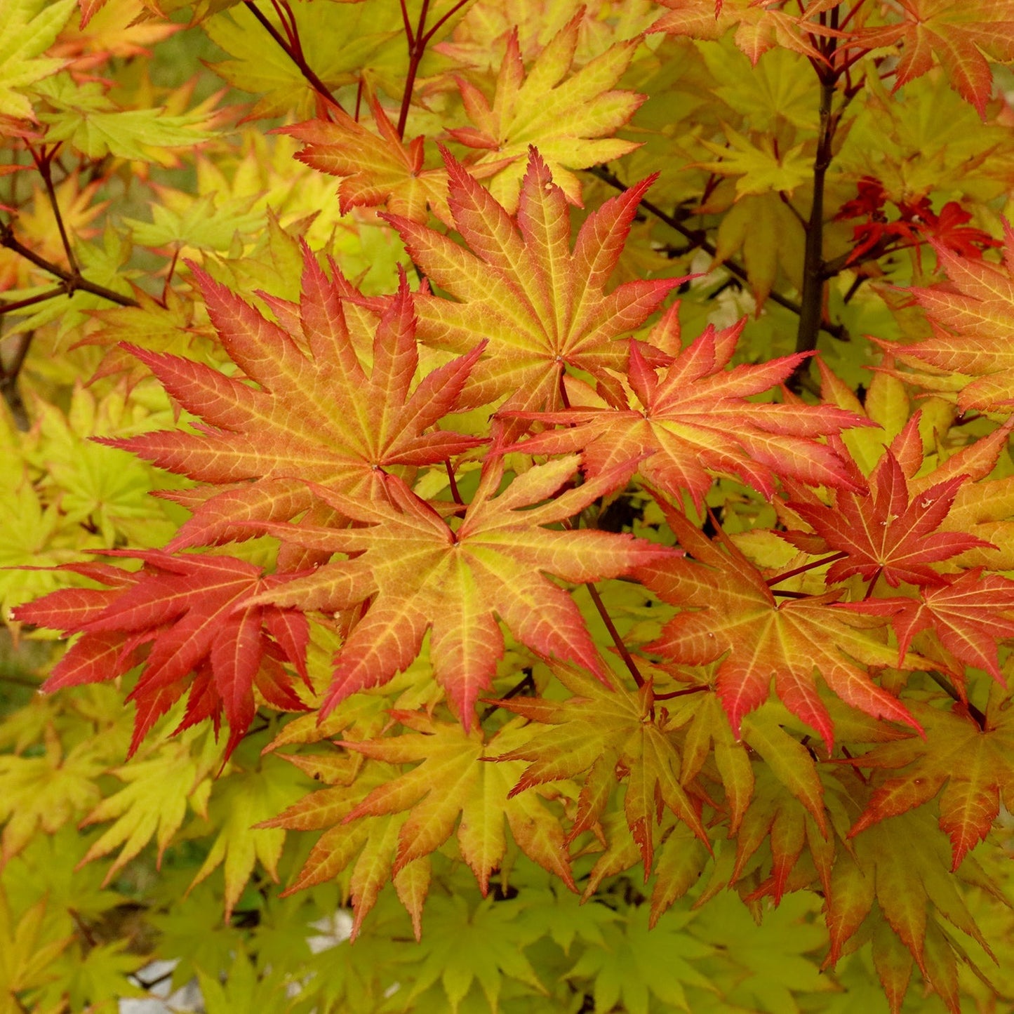 Acer shirasaw. 'Autumn Moon' Autumn Moon Full Moon Japanese Maple 15g