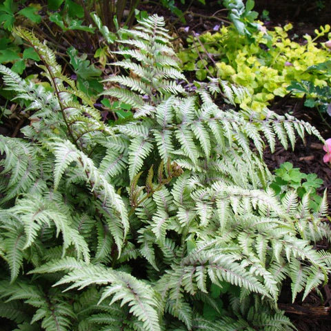 Fern - Athyrium niponicum 'Pictum' Japanese Painted Fern 1g