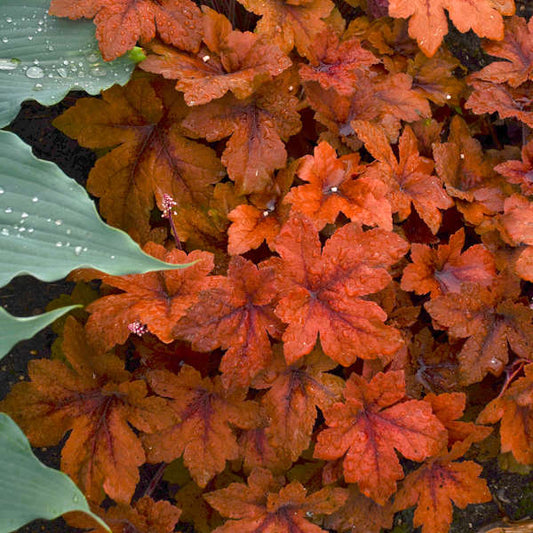 Heucherella 'Pumpkin Spice' PP29925 Pumpkin Spice Foamy Bells 1 Gallon