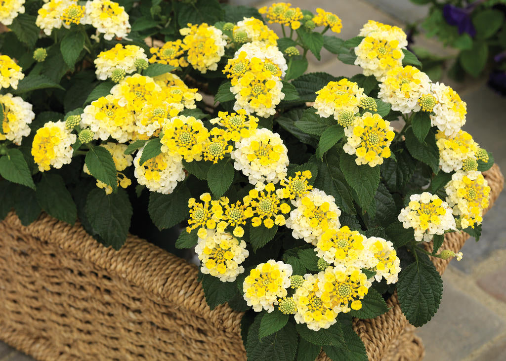 Lantana camara Bandana® 'Lemon Zest' Bandana® 'Lemon Zest Lantana 1 Gallon
