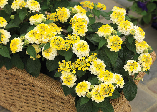 Lantana camara Bandana® 'Lemon Zest' Bandana® 'Lemon Zest Lantana 1 Gallon
