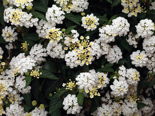 Lantana camara PP21590 Bandana® 'White Bandana® 'White Lantana 1 Gallon