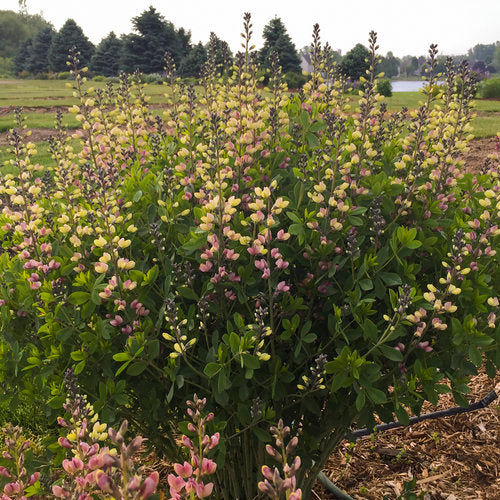 Baptisia x 'Pink Lemonade' PPAF Decadence® Pink Lemonade False Indigo TR 1G