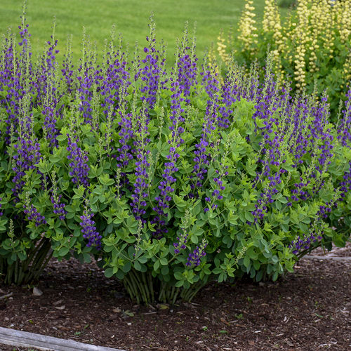 Baptisia x 'Sparkling Sapphires' PP27904 Decadence® Sparkling Sapphires False Indigo TR 1G