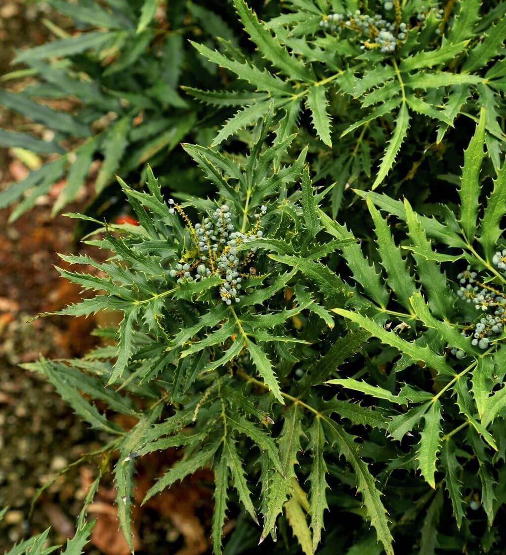 Mahonia Hybrid ‘sPg-15-1’ PP29095 Beijing Beauty™ Mahonia 3g