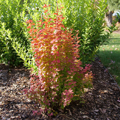 Berberis thunbergii 'NCBT3' PP35050  Sunjoy® Orange Pillar 3g