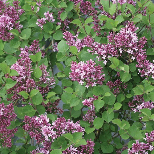 Syringa x 'SMNJRPU' USPP 29,831 Bloomerang® Dwarf Purple Reblooming Lilac 15g TF