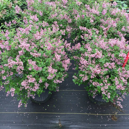 Syringa x 'SMNJRPU' USPP 29,831 Bloomerang® Dwarf Purple Reblooming Lilac 15g TF