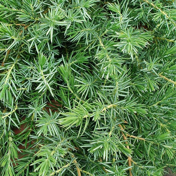 Juniperus conferta 'Blue Pacific' Blue Pacific Shore Juniper