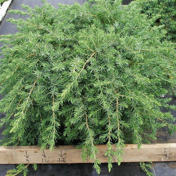Juniperus conferta 'Blue Pacific' Blue Pacific Shore Juniper ...