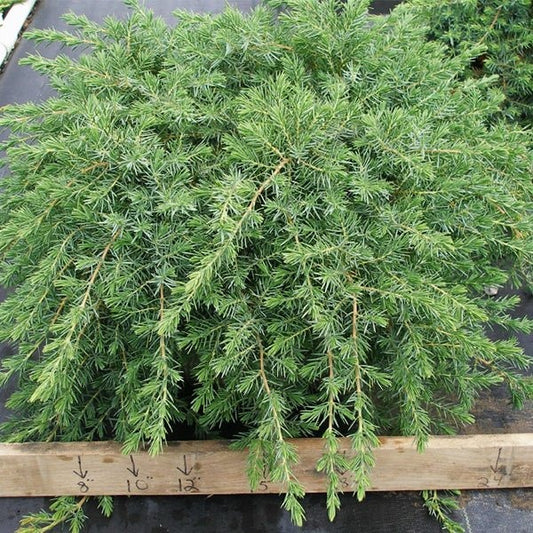 Juniperus conferta 'Blue Pacific' Blue Pacific Shore Juniper