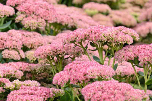 Sedum 'Autumn Joy'Autumn Joy Sedum 1g