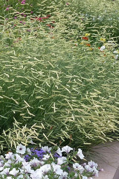 Bouteloua gracilis 'Blonde Ambition' PP22048 Blonde Ambition Blue Grama Grass 1g