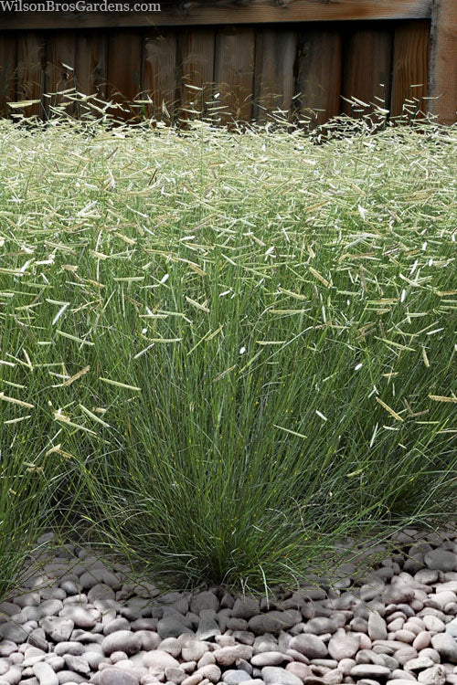 Bouteloua gracilis 'Blonde Ambition' PP22048 Blonde Ambition Blue Grama Grass 1g