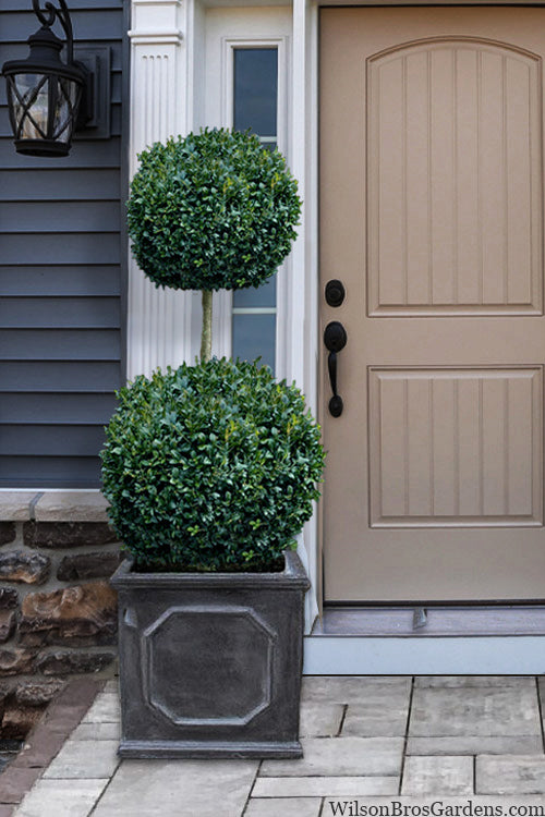 Buxus sempervirens - 2 BALL American Boxwood 7g