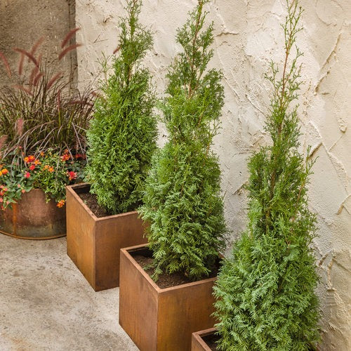 Thuja occidentalis 'Art Boe' PP22174 North Pole® Arborvitae