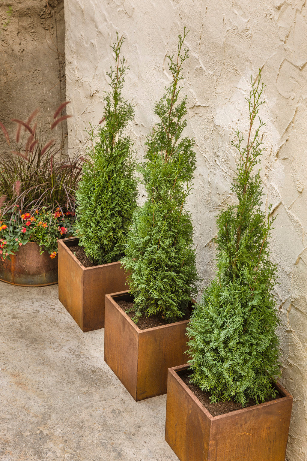 Thuja occidentalis 'Art Boe' PP22174 North Pole® Arborvitae 3 Gallon