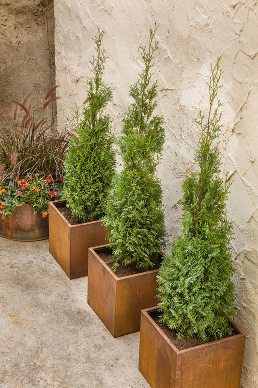 Thuja occidentalis 'Art Boe' PP22174 North Pole® Arborvitae 3 Gallon